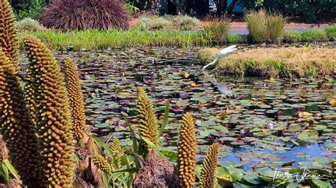 Mendocino Coast Botanical Gardens: rhododendrons, ocean views, whales ...