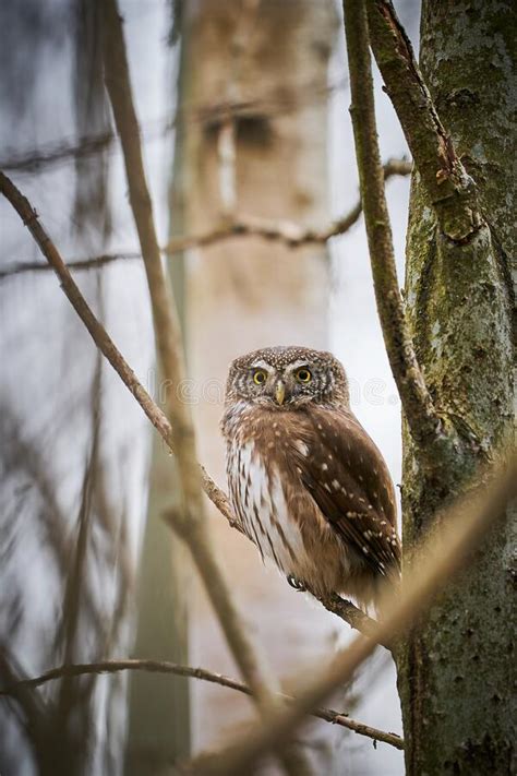 Búho Pigmeo Glaucidium Passerinum Sentado En La Rama Del árbol Foto de