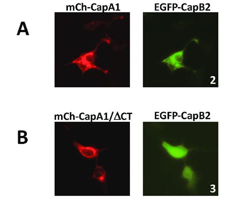 Interaction Of Staphylococcus Aureus Capa1 And Capb2 In Hek293t Cells