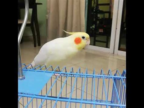 Cockatiel singing - YouTube