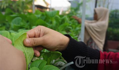 Kampung Hidroponik Di Medokan Ayu Manfaatkan Lahan Kosong Foto