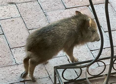 Where To Go When Injured Javelina Arrive Local News