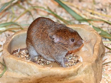 Microtus montebelli / Japanese grass vole in Inokashira Park Zoo