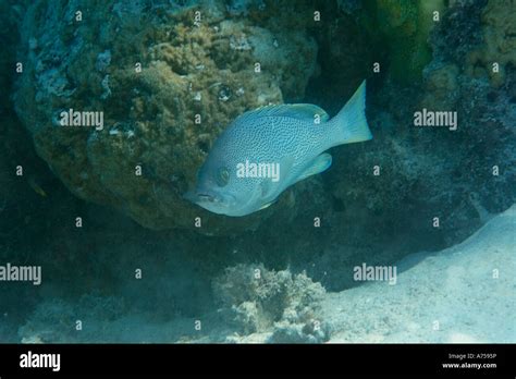 Speckled Grouper Epinephelus Cyanopodus Rongelap Atoll Marshall Islands