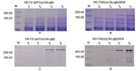 SDS PAGE And Western Blot Analyses Of Cry1Ac GFP Fusion Proteins A