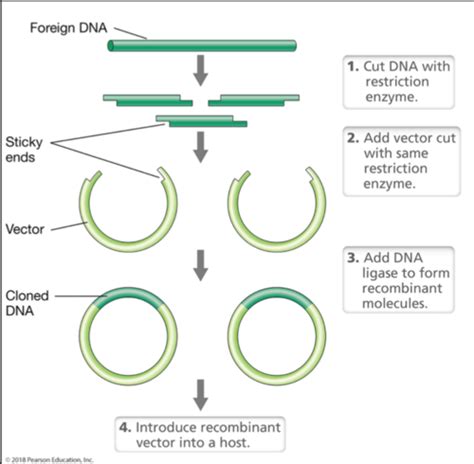 DNA Cloning Steps Flashcards Quizlet