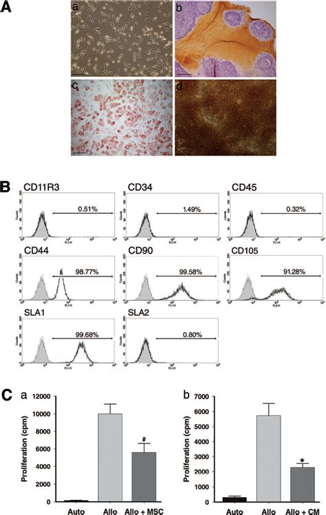 Characteristics Of Porcine Mesenchymal Stem Cells Mscs A The