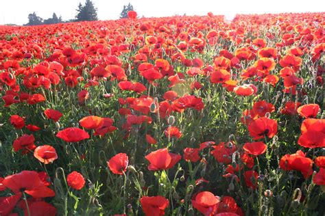 Poppy Flower Photo, Landscape Poppy Flower, #26383