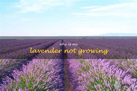 Troubleshooting Tips For Growing Lavender Finding The Solution To A