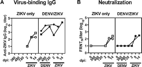 Zikv Cross Reactive Antibodies In Denv Immune Marmosets Serum Samples