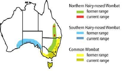 The Distribution Of Wombat Species In Australia Wombat Common