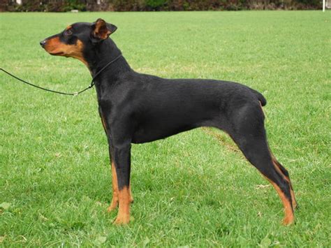 Немецкий пинчер (German Pinscher) - Животные и природа