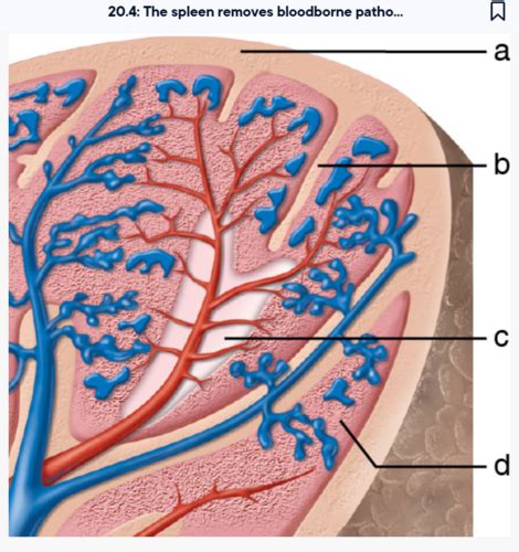 Lymphatic System Flashcards Quizlet