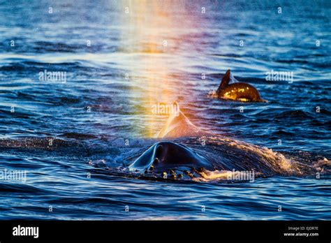 Humpback Whale Nose Hi Res Stock Photography And Images Alamy