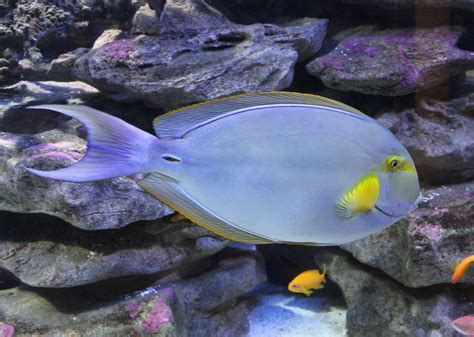 Yellowfin surgeonfish – Species – Two Oceans Aquarium | Official Tickets | Cape Town South Africa