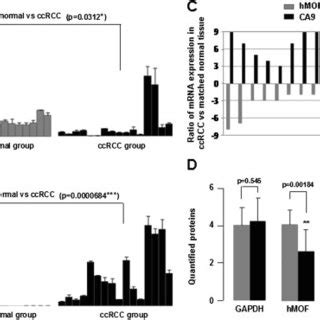 Downregulation Of HMOF Is Accompanied By Increased CA9 In CcRCC A B