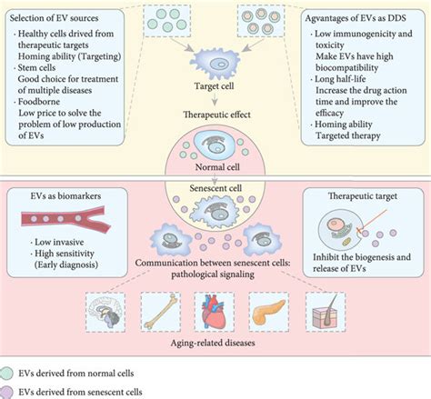 The Roles Of Evs In Aging Related Diseases Evs Derived From Normal