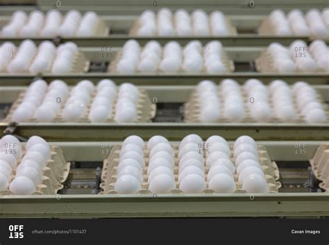 Chicken And Egg Production At Poultry. Factory of fresh eggs. stock ...