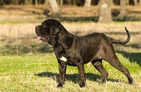 Neapolitan Mastiff - Description, Habitat, Image, Diet, and Interesting ...