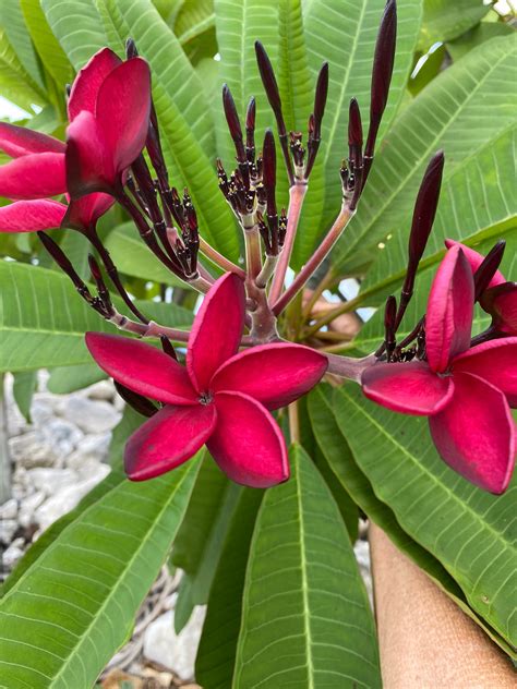 Plumeria Seedlings 3 Different Colors - Etsy