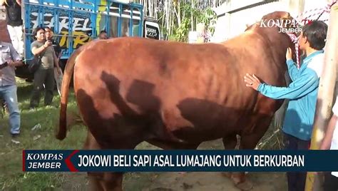 Jokowi Beli Sapi Milik Peternak Lumajang Untuk Kurban Bobot Ton