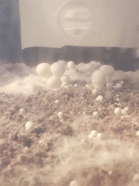 [Orient] EU07007F. Who here knows about Cee-lo dice 🎲 : r/Seiko