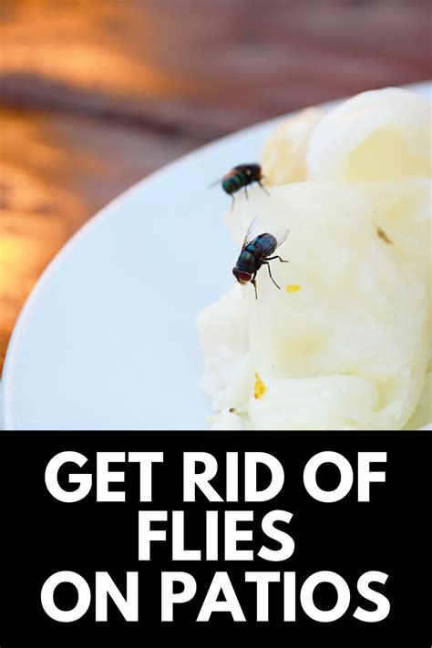 How To Get Rid Of Flies On The Patio Quick Solutions 2024 Get Rid Of