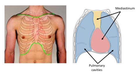 Thorax Lectures For Exam Flashcards Quizlet