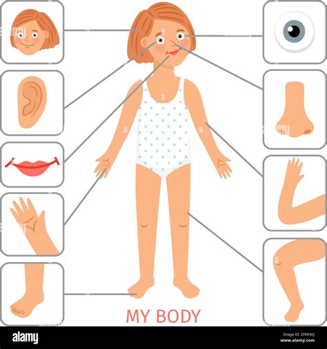 Partes Del Cuerpo De La Muchacha Preescolar Mujeres Ni O Partes Del