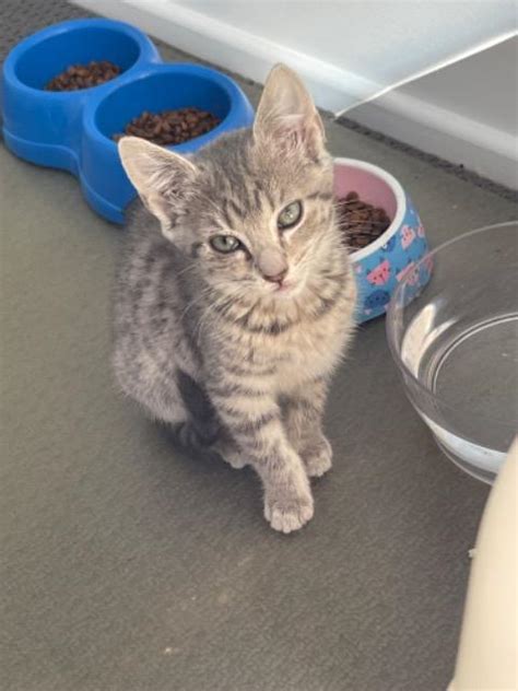 Sergei Male Domestic Short Hair Cat In QLD PetRescue