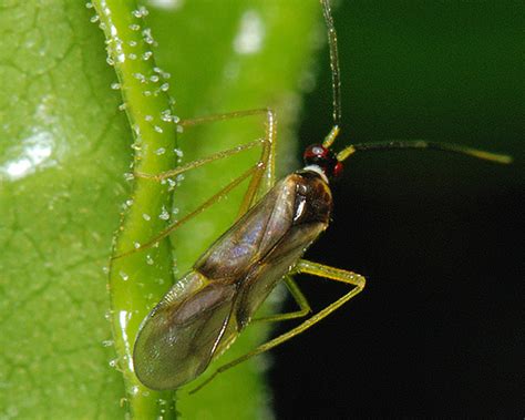 Tupiocoris Rhododendri Rhododendron Mirid Identification Images