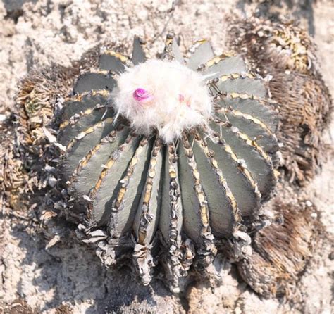 Geohintonia Mexicana Cactus Seeds