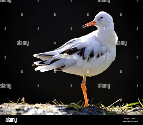 Ruff Philomachus Pugnax Single Animal Looks Back Stock Photo Alamy