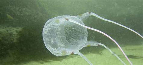 Box Jelly Fish - Infy world