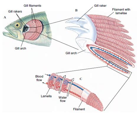 Structural And Functional Adaptations Of Fishes Fishes The