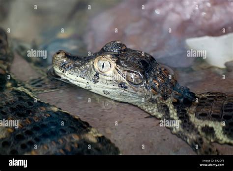 Baby Alligator Water Hi Res Stock Photography And Images Alamy