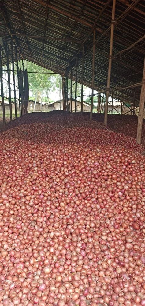 A Grade Maharashtra Red Onion Mm Plus Pp Bag Onion Size Available