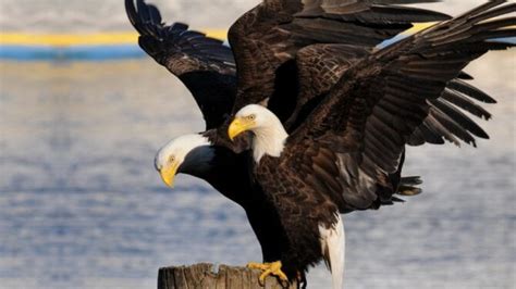 How Do Eagles Mate Eagle Reproduction And Life Cycle