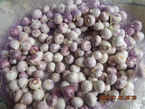 Single Clove Garlic Kousta Agro Farms