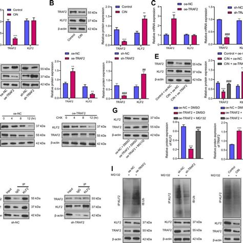 Cin Downregulated The Expression Of Traf And Consequently Inhibits