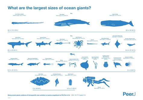 Just How Giant Are The Ocean S Giants Oceans Earth Touch News