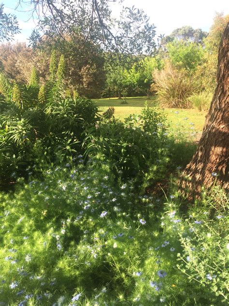 Nigella And Comfrey Growing Under A Blackwood Tree Looking Through To