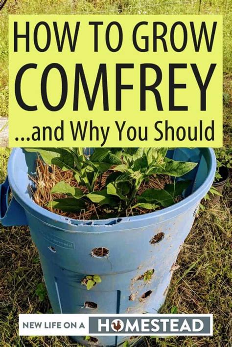 How To Grow Comfrey And Why You Should