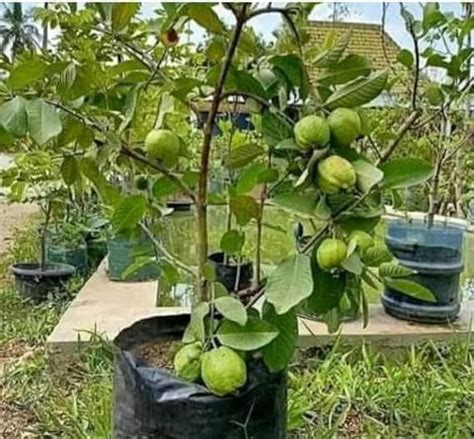 Kisan Nursery Rare Grafted Layering Guava Thai Hybrid Variety