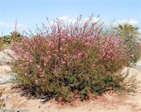 Pink Fairy Duster Waterwise Garden Planner