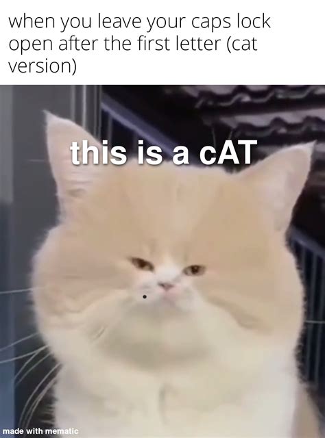 Small cAT face : r/memes