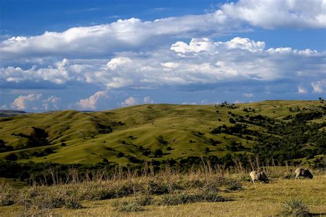 Conheça Os Principais Biomas Brasileiros Pensamento Verde