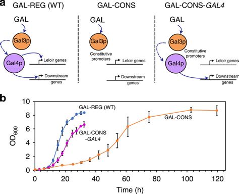 Gal4p Mediated Activation Of Genes Other Than The Leloir Pathway