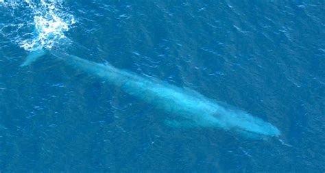 Numbers Of California Blue Whales Rebound Artofit