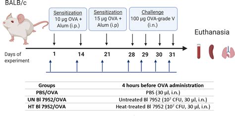 Frontiers Viability Status Dependent Effect Of Bifidobacterium Longum Ssp Longum Ccm 7952 On